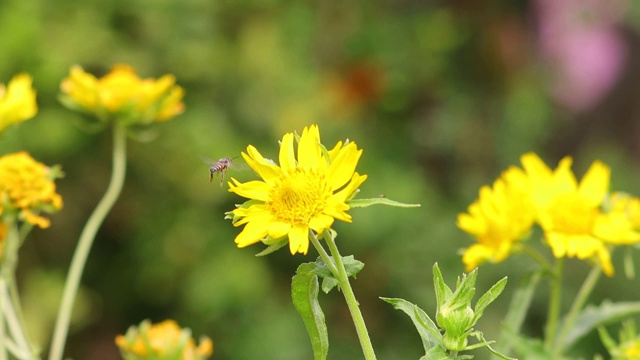 蜜蜂采集花粉视频素材