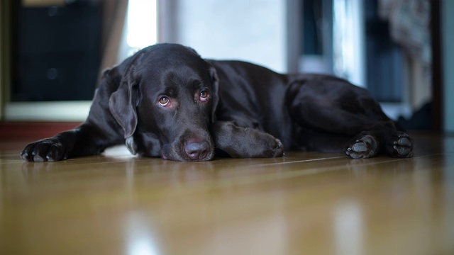 棕色拉布拉多犬躺在家里的地板上悲伤地叹息视频素材