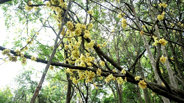 森林里盛开的野花视频素材画面1
