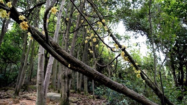 森林里盛开的野花视频素材画面4
