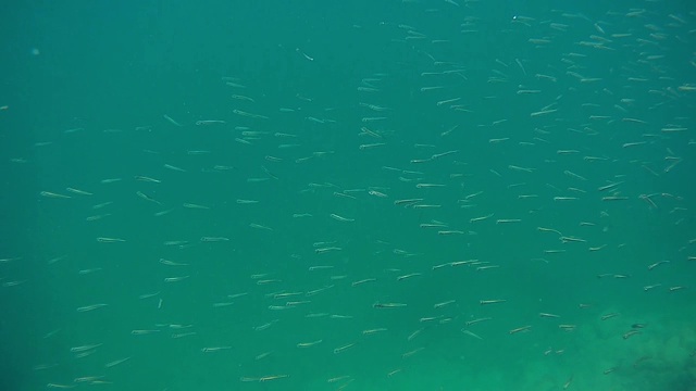 海里一群鱼苗。视频素材画面1