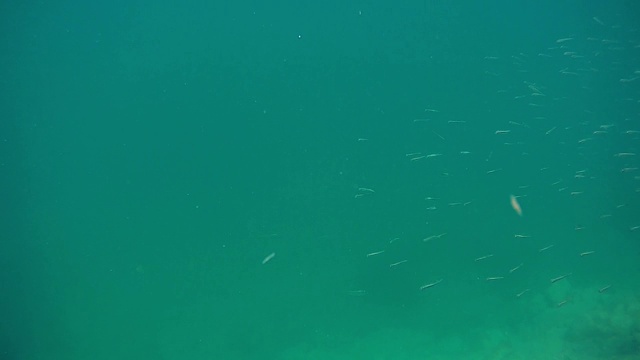 海里一群鱼苗。视频素材画面3