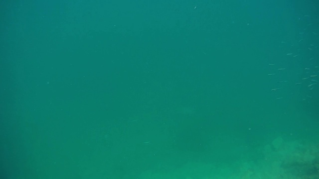 海里一群鱼苗。视频素材画面4