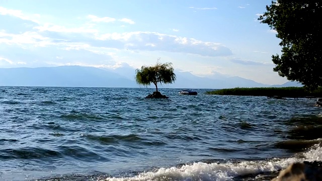 海水与树视频素材