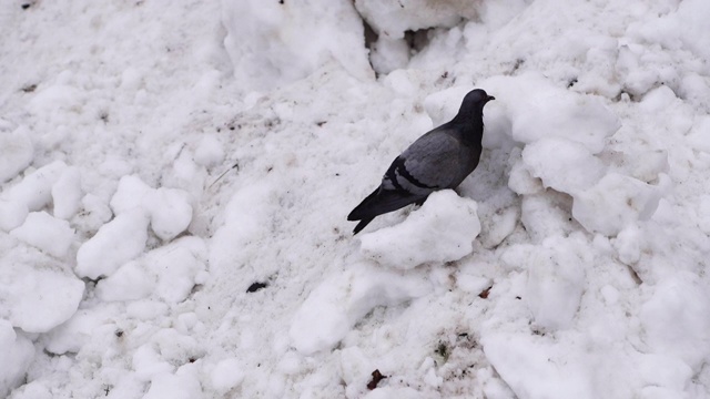 鸽子在冬天阴天啄雪。鸽子在找食物。视频素材