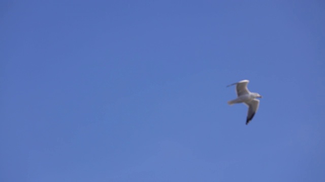 海鸥飞过海浪视频素材