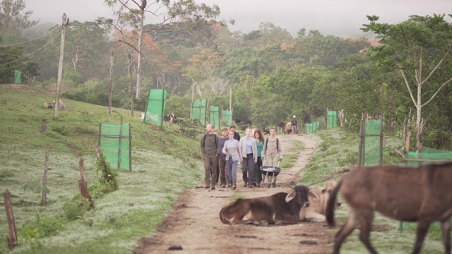 一群农场工人带着家畜走向摄像机视频素材画面1