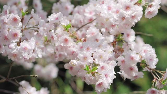 盛开的白色樱花樱花特写视频素材