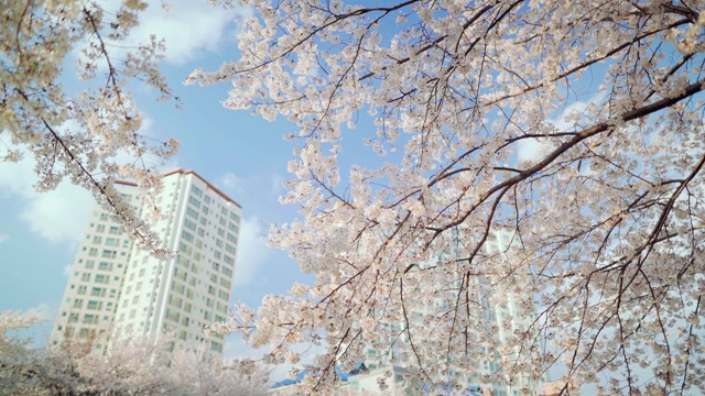 河边的樱花盛开视频素材