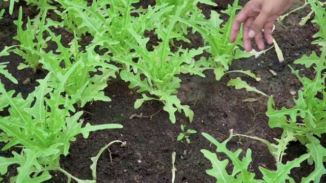 从花园里切下野生火箭沙拉视频素材