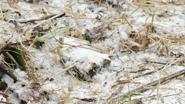 雪地里的欧洲知更鸟视频素材