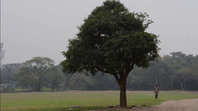 夏日日落时草地上的一棵橡树。农村景观的场景。环境保护的背景。树的生命理念。为文本复制空间。视频素材