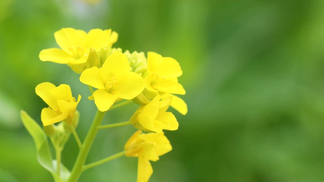 油菜花在风中摇曳视频素材