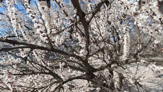 初春的一个阳光明媚的日子，开花的苹果视频下载