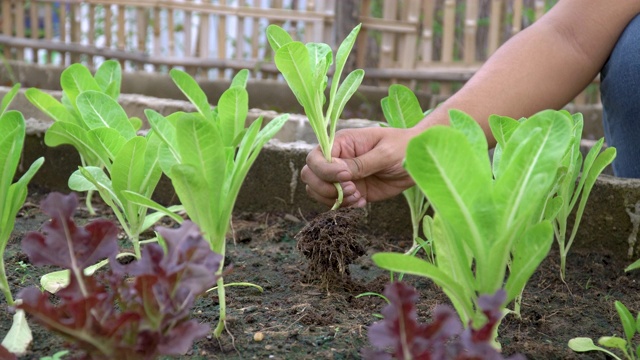 男性的手从土壤中拔生菜视频素材