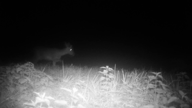 狍(Roebuck, Capreolus Capreolus)漫步在树林环绕的草地上视频素材