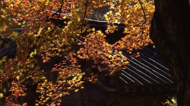 韩国全罗南道顺天溪松光寺枫树枝叶在风中摇曳视频素材