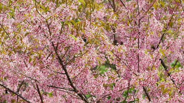 粉红色樱花樱花特写视频素材