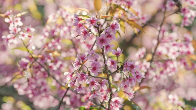 粉红色樱花樱花特写视频素材