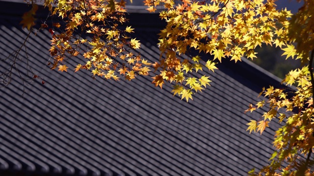 韩国全罗南道顺天溪松光寺枫树枝叶在风中摇曳视频素材