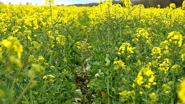 春季油菜花田的运动视频素材