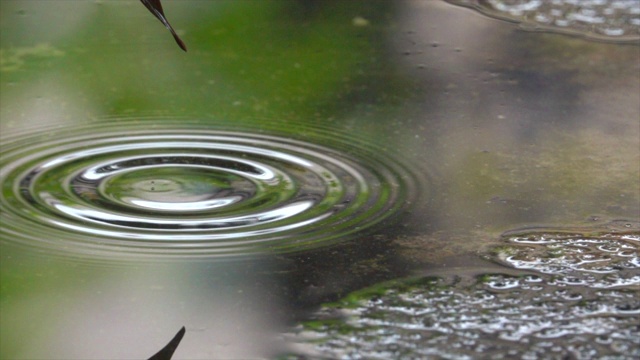 树叶上的雨滴与绿树反射的慢镜头视频素材