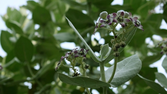 紫花植物特写视频素材