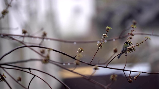 雨雪来临之际，一只山雀飞了进来，落在了一根树枝上，背景是一座模糊的城市。Prores 422视频素材画面1