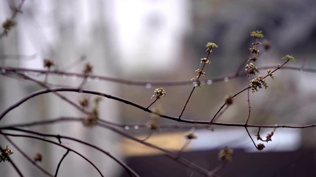 雨雪来临之际，一只山雀飞了进来，落在了一根树枝上，背景是一座模糊的城市。Prores 422视频素材画面2