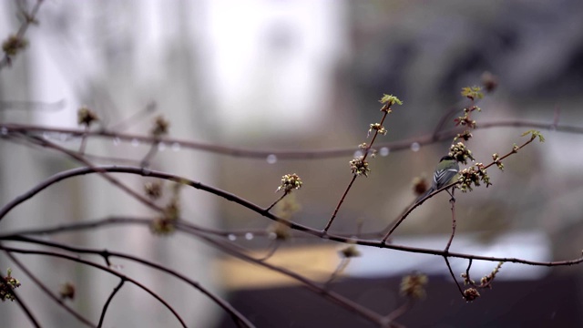 雨雪来临之际，一只山雀飞了进来，落在了一根树枝上，背景是一座模糊的城市。Prores 422视频素材画面3