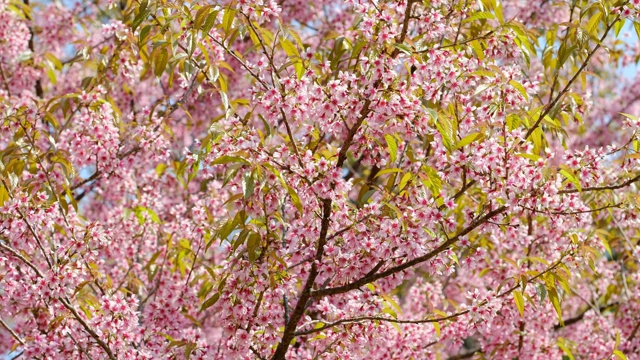 粉红色樱花樱花特写视频素材