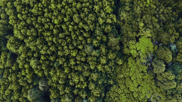 在森林里散散步，呼吸一下新鲜空气视频素材