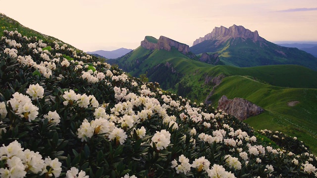 杜鹃花在山腰上开花视频下载