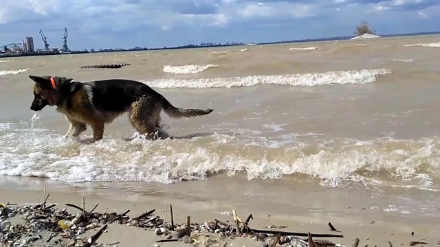 一只狗在河里玩。德国牧羊犬跳入水中，捕捉海浪，捕捉和咬人。和你的宠物在沙滩上新鲜的空气中散步。快乐的动物。视频素材