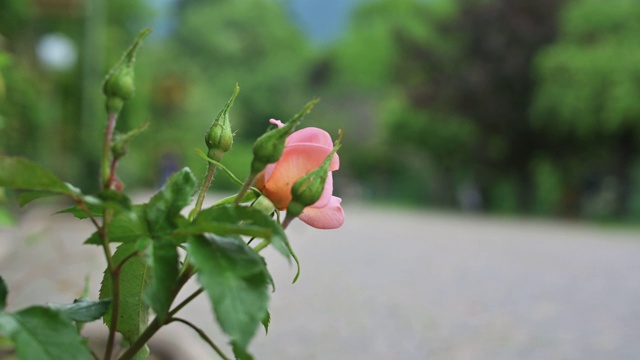 B-roll视频美丽的花在前景与旁行人模糊在城市环境的背景。视频下载