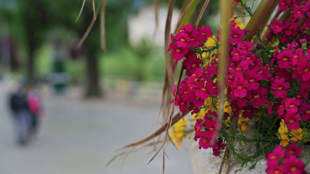 B-roll视频美丽的花在前景与旁行人模糊在城市环境的背景。视频素材