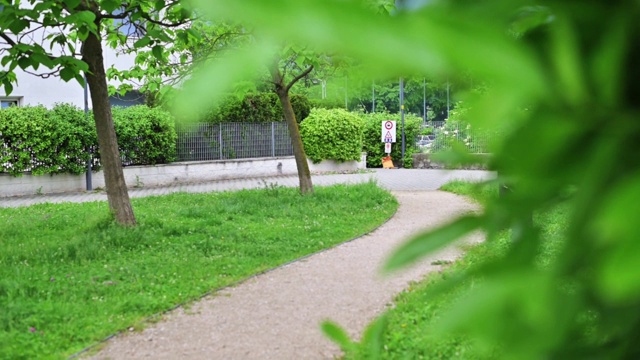 镜头从一种常见的月桂植物(Prunus laurocerasus rotundifolia)明亮的绿色叶子上拍摄，前景中覆盖着水滴，镜头返回到房子附近花园的一条小路上。视频下载