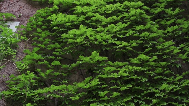 一个大的常春藤植物(Hedera螺旋)覆盖了整个房子的正面，从地板到屋顶的b-roll镜头。视频素材