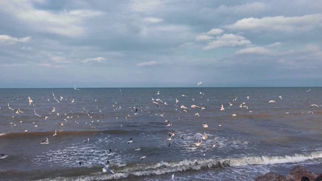 海鸥在伊朗里海上空飞翔视频素材