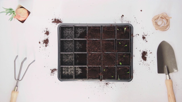 时间推移的男人和女人的手种植生菜沙拉在蔬菜育苗盆中视频素材画面2