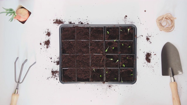 时间推移的男人和女人的手种植生菜沙拉在蔬菜育苗盆中视频素材画面3