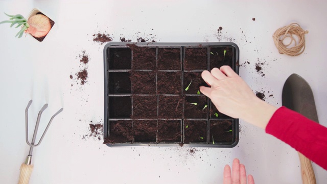 时间推移的男人和女人的手种植生菜沙拉在蔬菜育苗盆中视频素材画面4