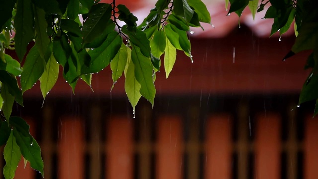 树枝在雨中拍摄，慢镜头视频素材画面1