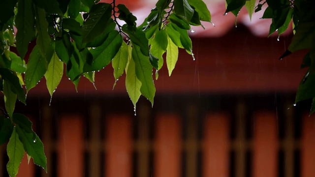 树枝在雨中拍摄，慢镜头视频素材画面2