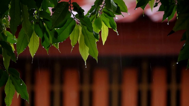 树枝在雨中拍摄，慢镜头视频素材画面3