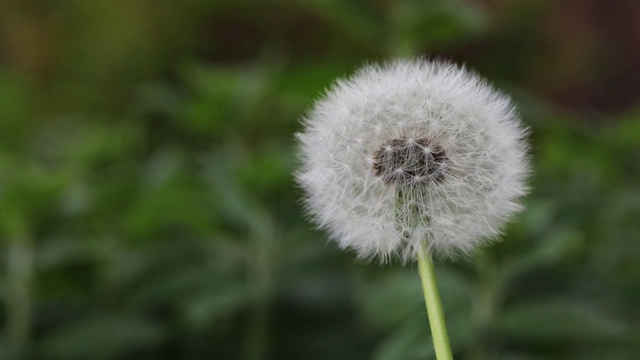 蒲公英种子头在风中轻轻飘动视频素材