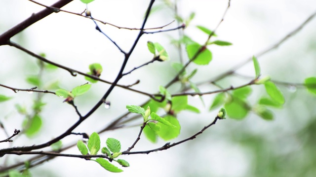 雨天小树的细枝。视频素材画面1