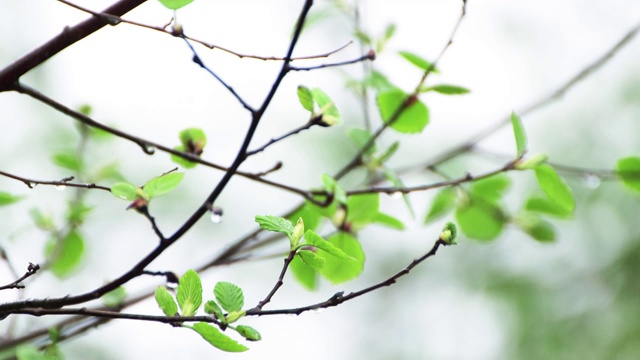 雨天小树的细枝。视频素材画面2