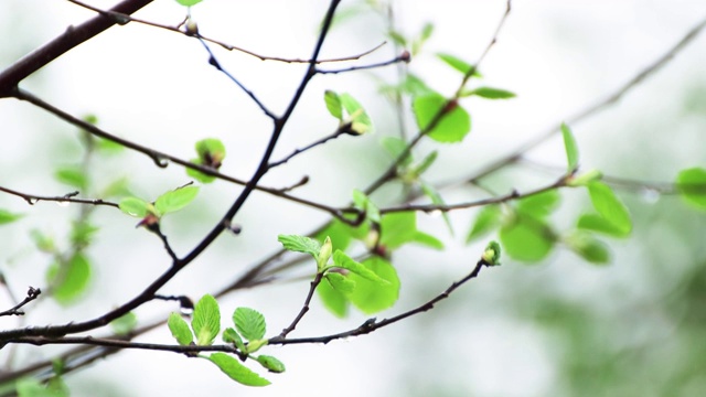 雨天小树的细枝。视频素材画面4