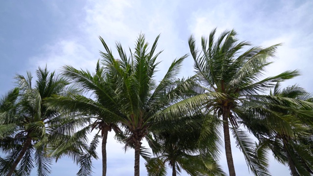 夏天在泰国的海滩上，椰子树随风飘动，看起来很漂亮。视频素材